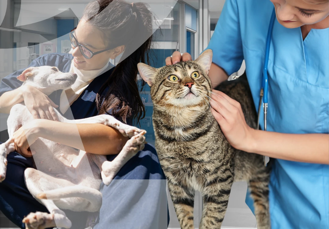 social responsibility with animals